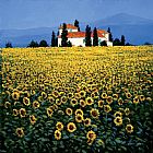 Sunflower Field by Steve Thoms